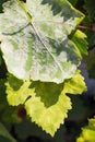 A dangerous disease of grape Mildew Ã¢â¬â downy mildew lat. Of plasmopara viticola